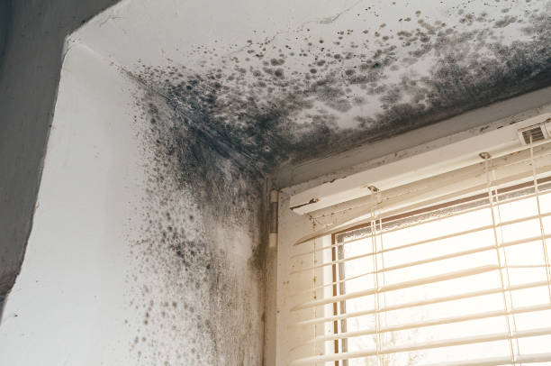 Affordable Mold Cleanup solutions in Arlington, NY